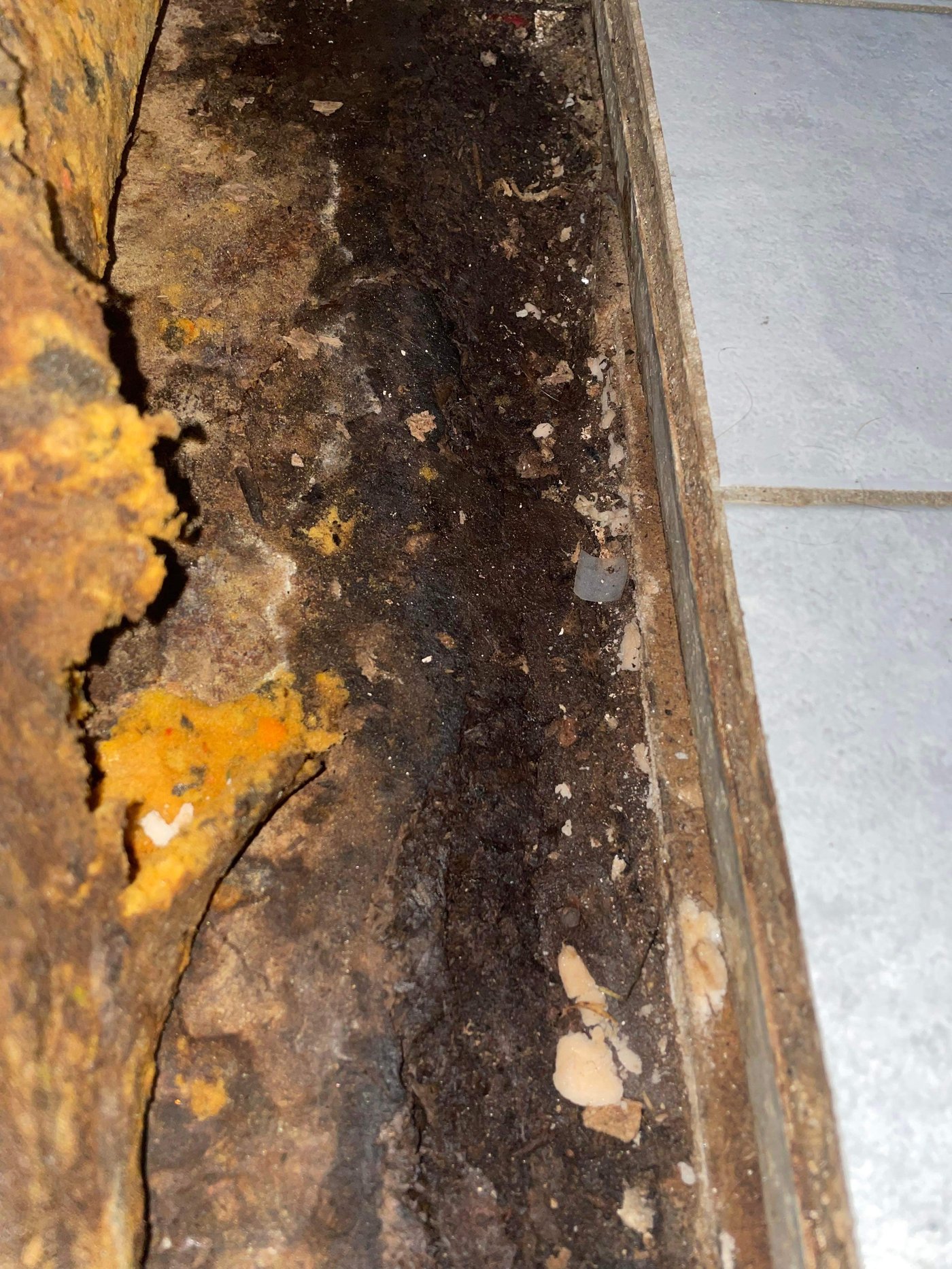 Mould found inside the share house walls