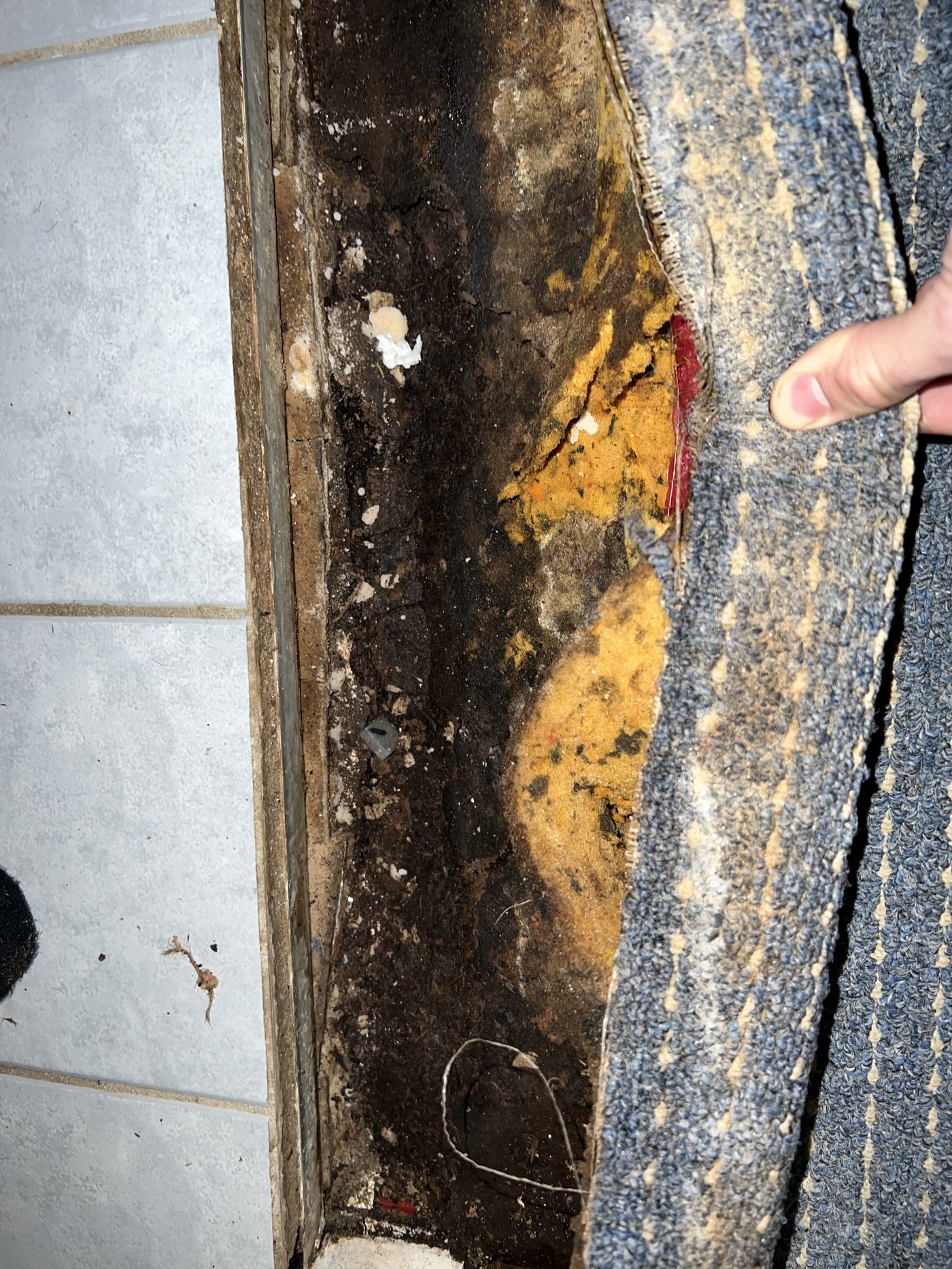 Mould damage behind skirting board